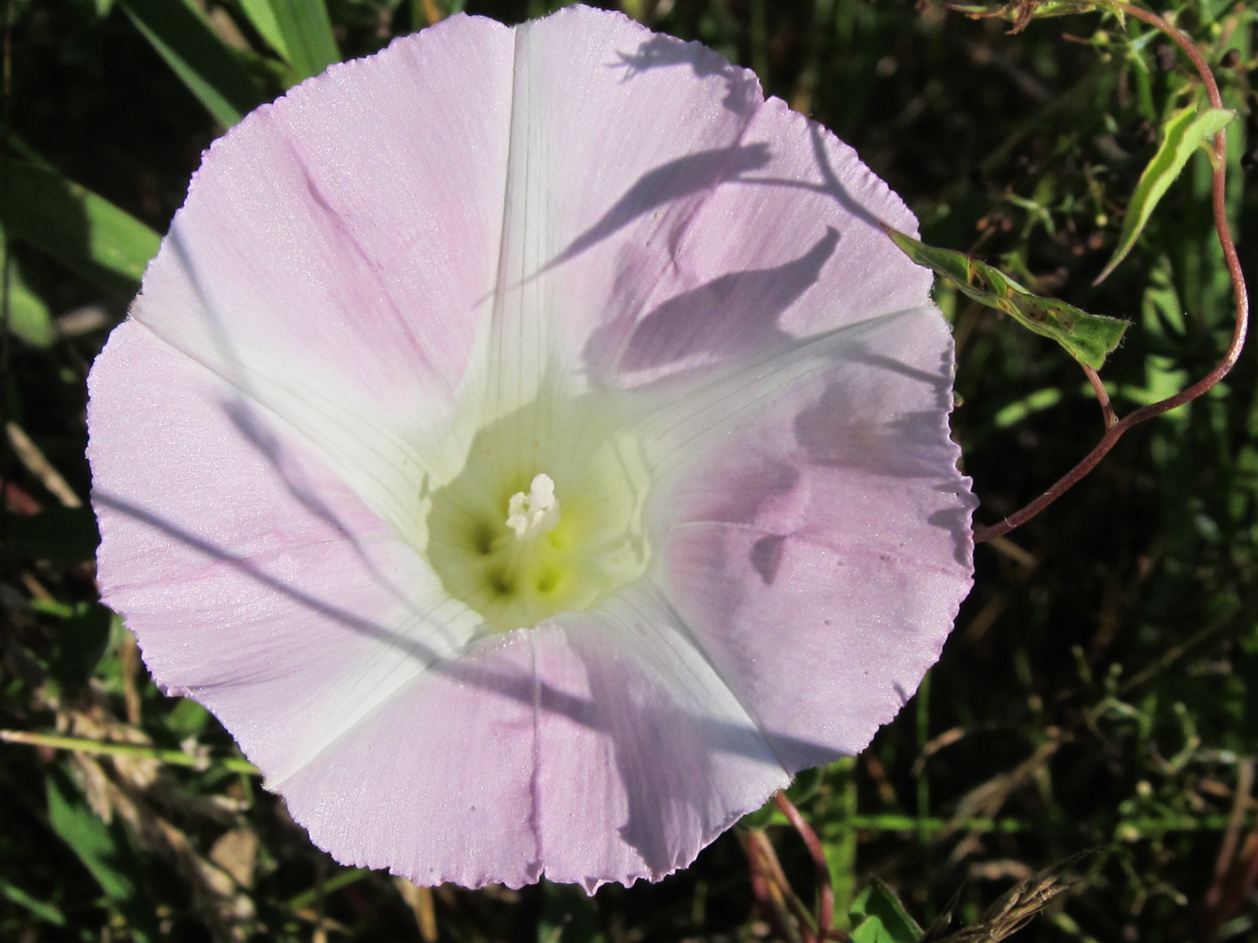 Wild Morning Glory - Essence Alchemy